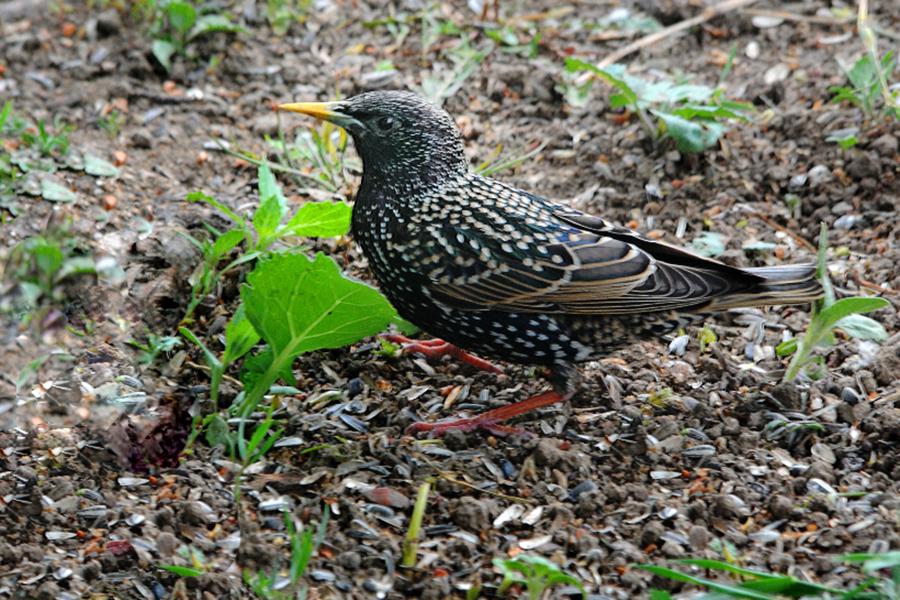 Promi-Besuch