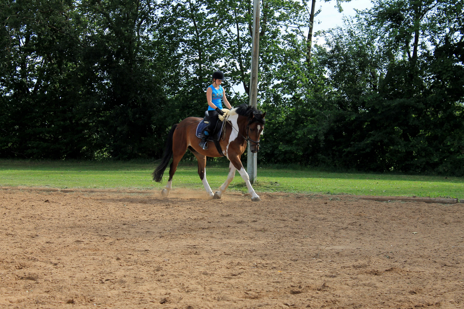 Promi - Polnisches Warmblut, *2006