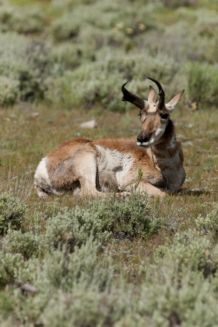 Pronghorn 2