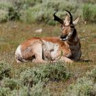 Pronghorn 2