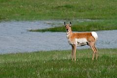 Pronghorn