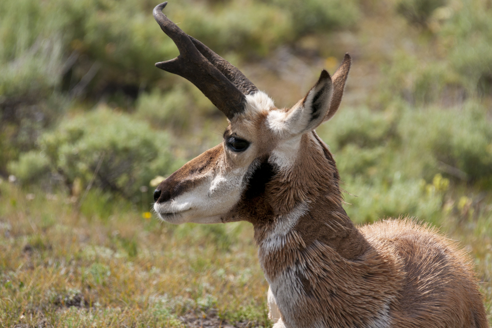 Pronghorn