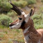 Pronghorn