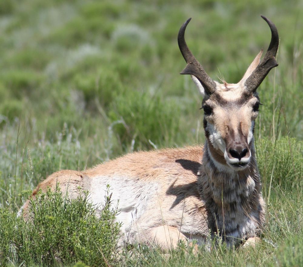 Pronghorn