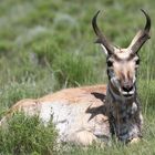 Pronghorn