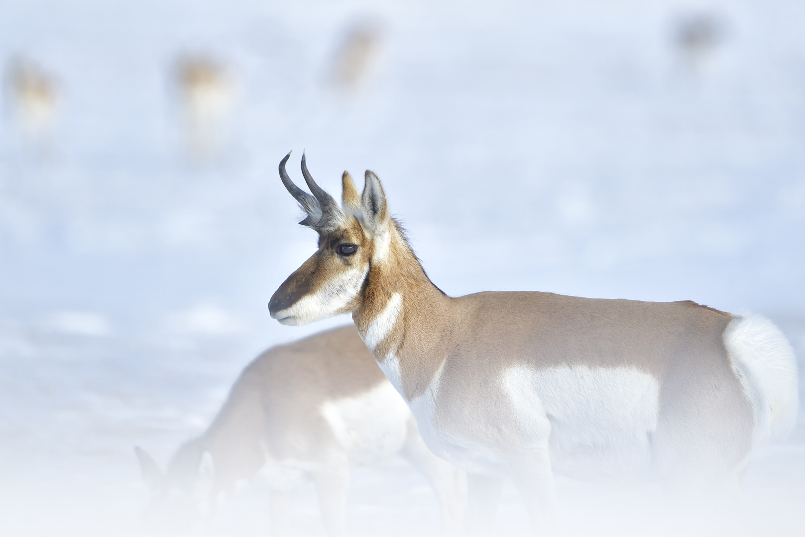 Pronghorn