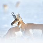 Pronghorn