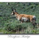 Pronghorn Antelope