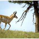 Pronghorn Antelope, oder ....