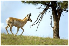 Pronghorn Antelope, oder ....