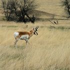 Pronghorn Antilope