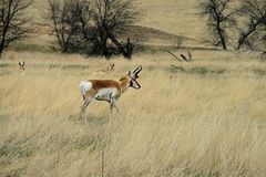 Pronghorn Antilope