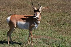 Pronghorn