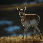 Pronghorn