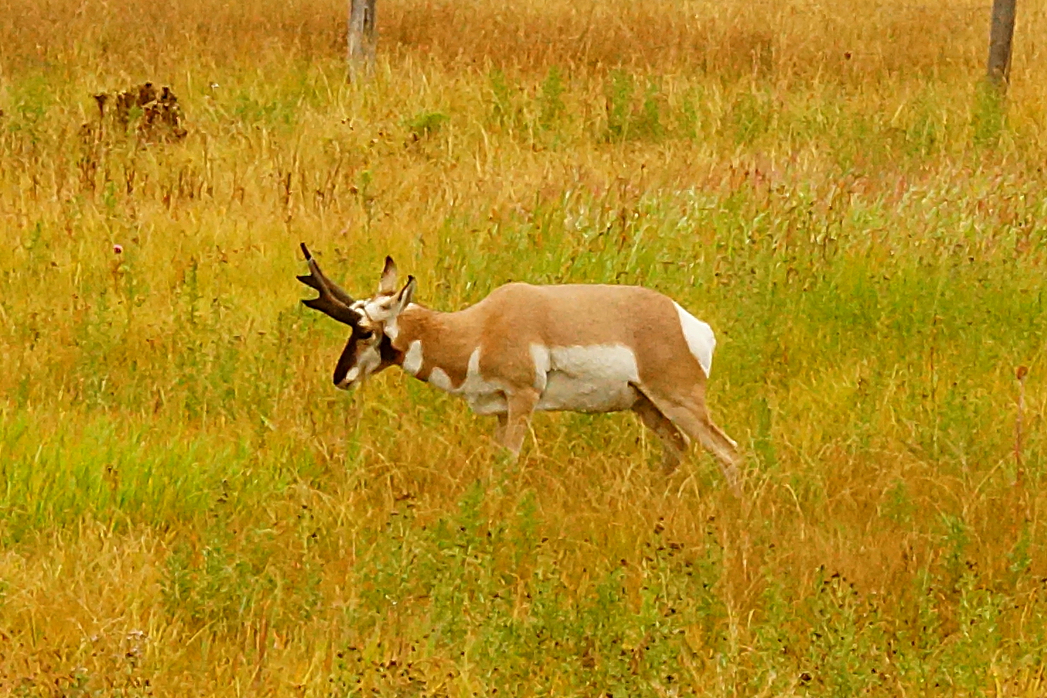 Pronghorn - Gabelbock - Antilocapra americana (Grand Teton NP Snake River)