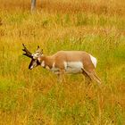 Pronghorn - Gabelbock - Antilocapra americana (Grand Teton NP Snake River)