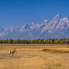 Pronghorn gegen Teton Range, Wyoming, USA