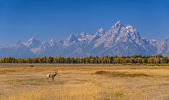 Pronghorn gegen Teton Range, Wyoming, USA