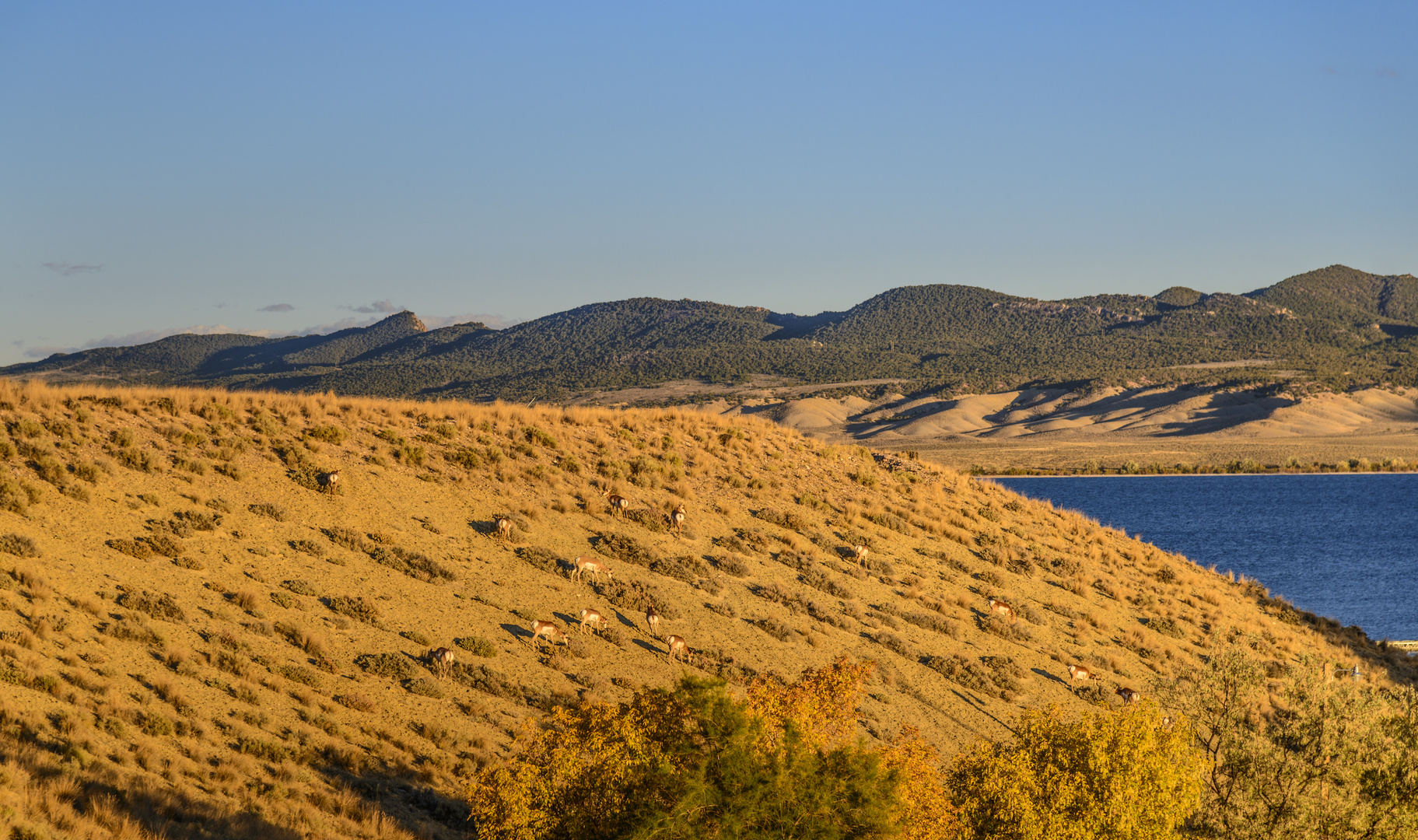 Pronghorn Herde im Abendlicht, Flaming Gorge, Utah, USA