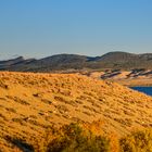 Pronghorn Herde im Abendlicht, Flaming Gorge, Utah, USA