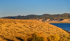 Pronghorn Herde im Abendlicht, Flaming Gorge, Utah, USA