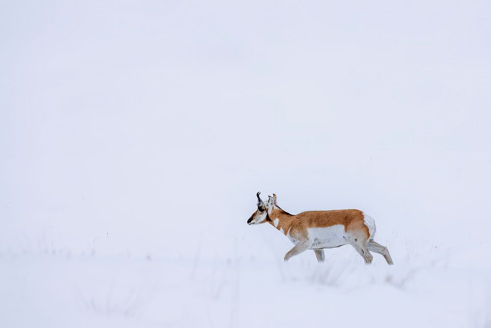 Pronghorn im Tiefschnee