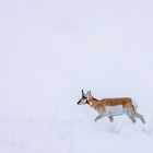 Pronghorn im Tiefschnee