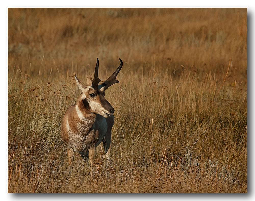 Pronghorn, stolz, stark und mißtrauisch