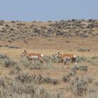 Pronghorns