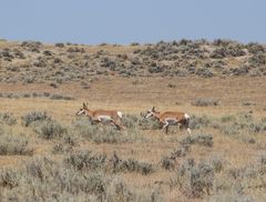 Pronghorns