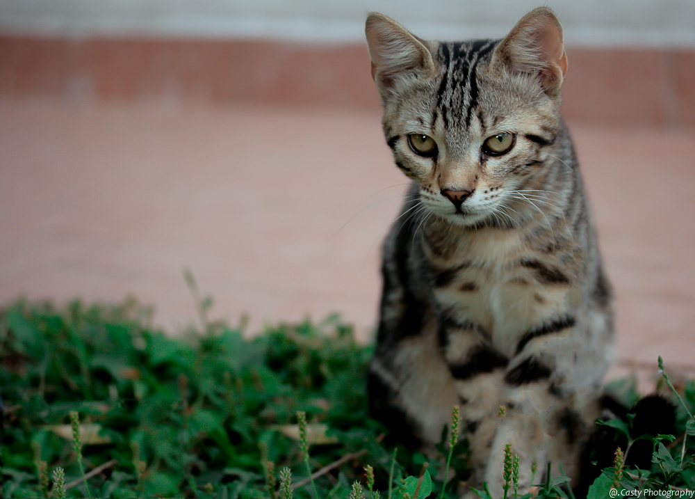 Pronto a sferrare l'attacco