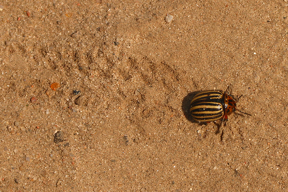 ''Propaganda-Spionage-Käfer'' (Leptinotarsa decemlineata)