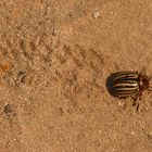 ''Propaganda-Spionage-Käfer'' (Leptinotarsa decemlineata)