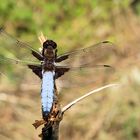 Propeller