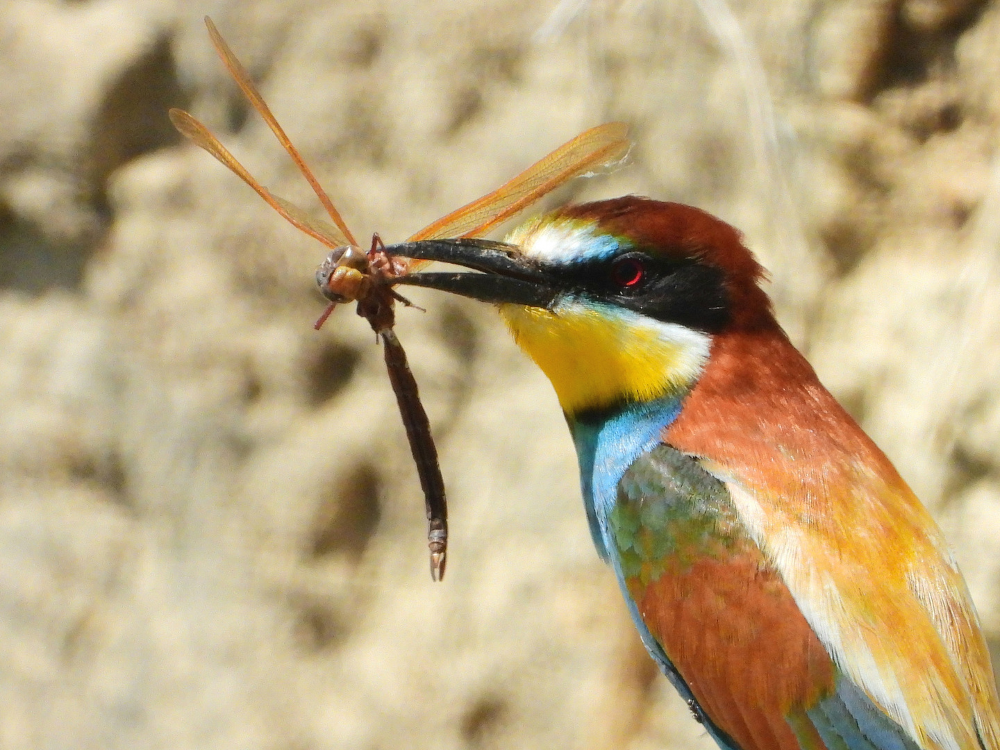 Propeller