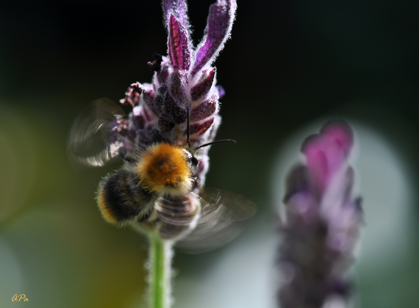 Propeller-Bienchen**