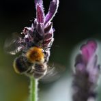 Propeller-Bienchen**