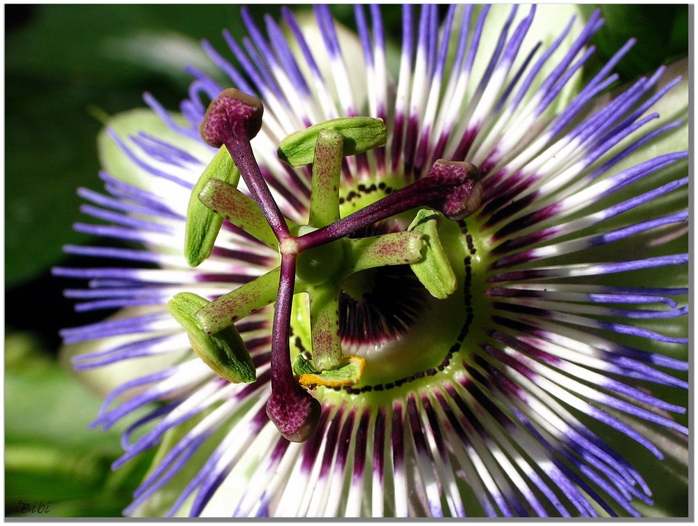 Propeller-Blüte ...?