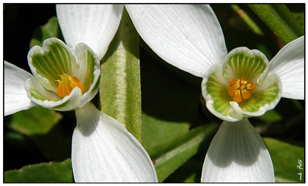 Propellerfrühling