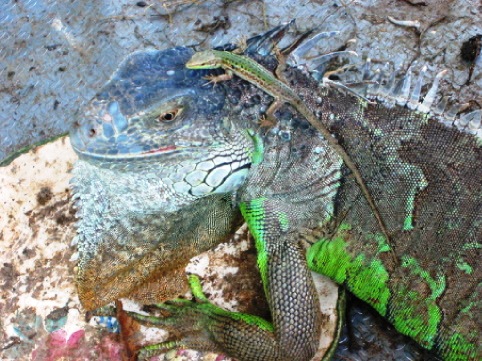 Proporzioni...L'iguana e la lucertola