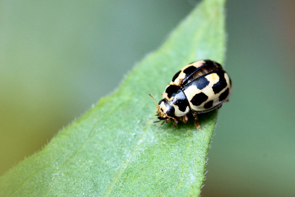 Propylea quatuordecimpunctata