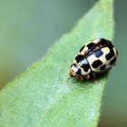 Propylea quatuordecimpunctata