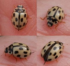 Propylea quatuordecimpunctata auf meiner Handfläche