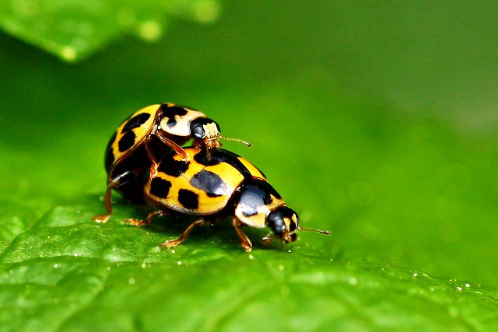 Propylea quatuordecimpunctata