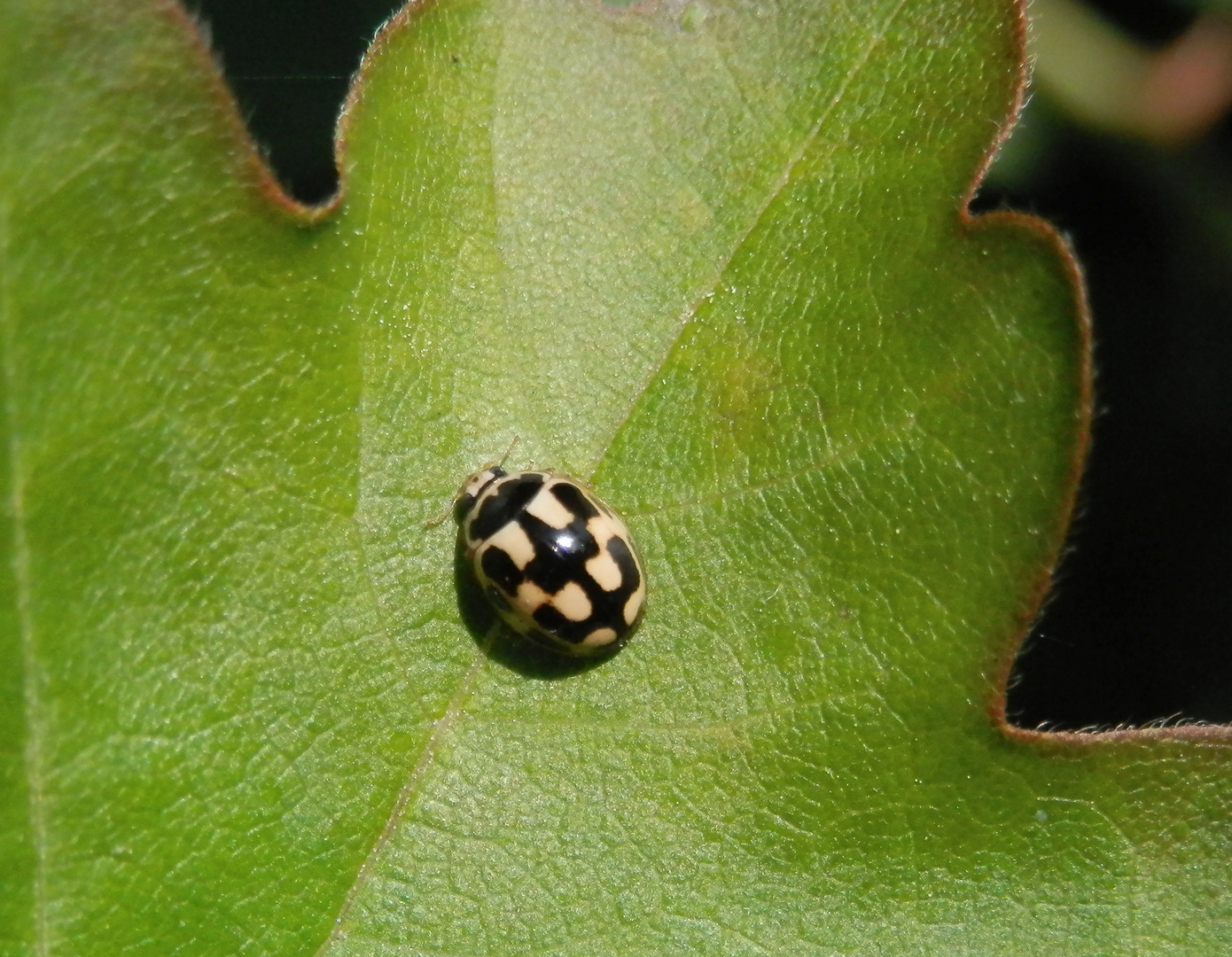 Propylea quatuordecimpunctata - Ein Marienkäfer mit Smiley-Gesicht