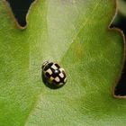 Propylea quatuordecimpunctata - Ein Marienkäfer mit Smiley-Gesicht