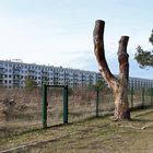 Prora - neu -