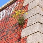 Prora Strand Ruine am Wasser