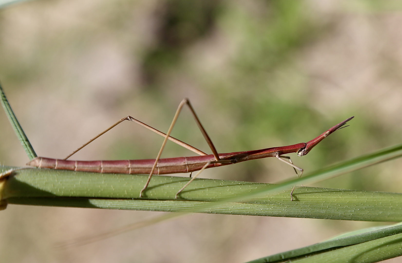 Proscopiidae, (Horse-head Grasshopper) Corrientes, Argentinien