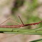 Proscopiidae, (Horse-head Grasshopper) Corrientes, Argentinien